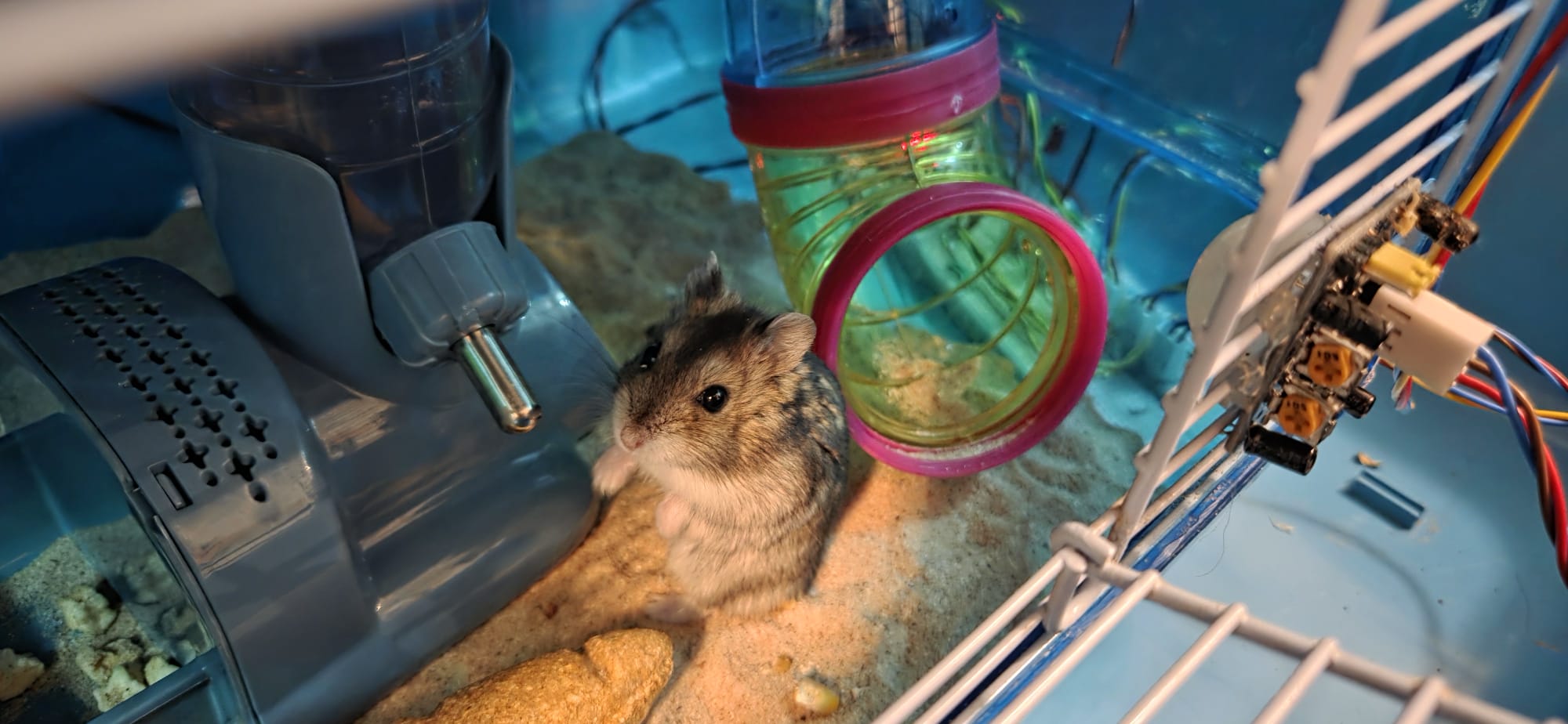 Chocolate the hamster