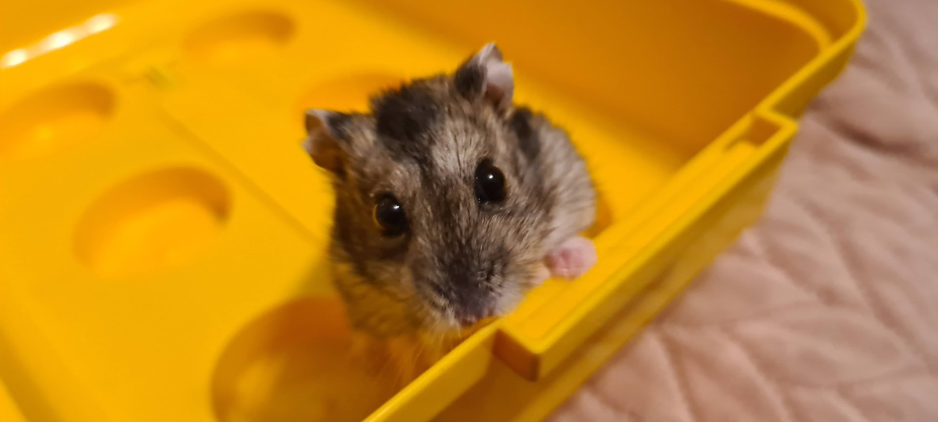 Diesel the hamster